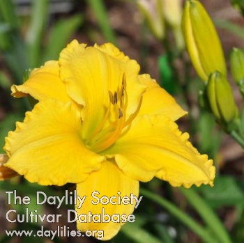 Daylily Bison Victory